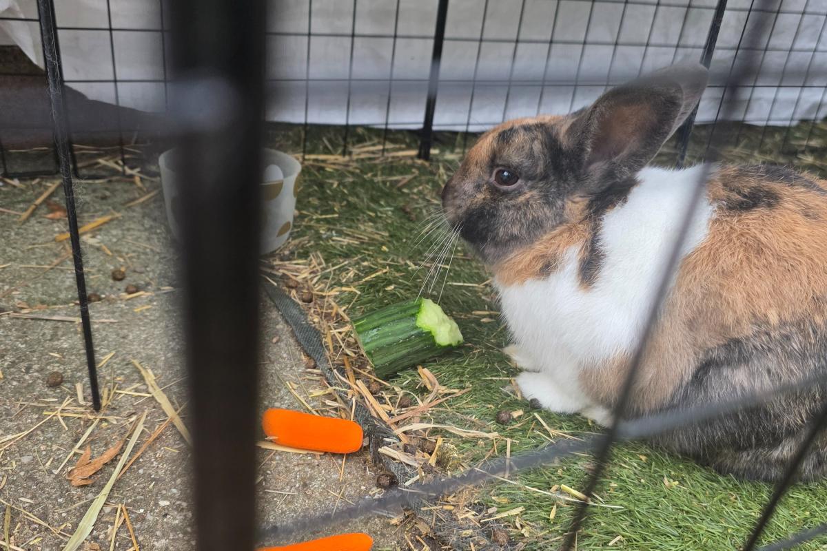 Coco