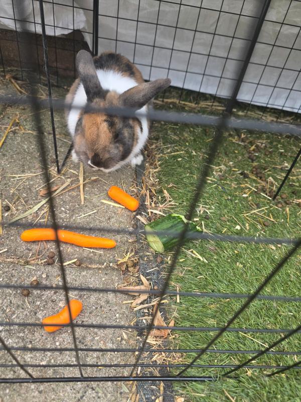 Coco