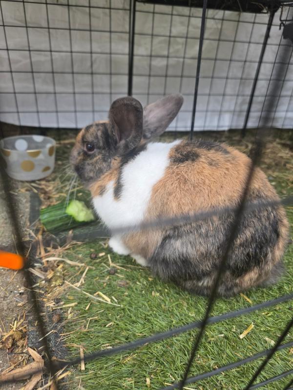 Coco