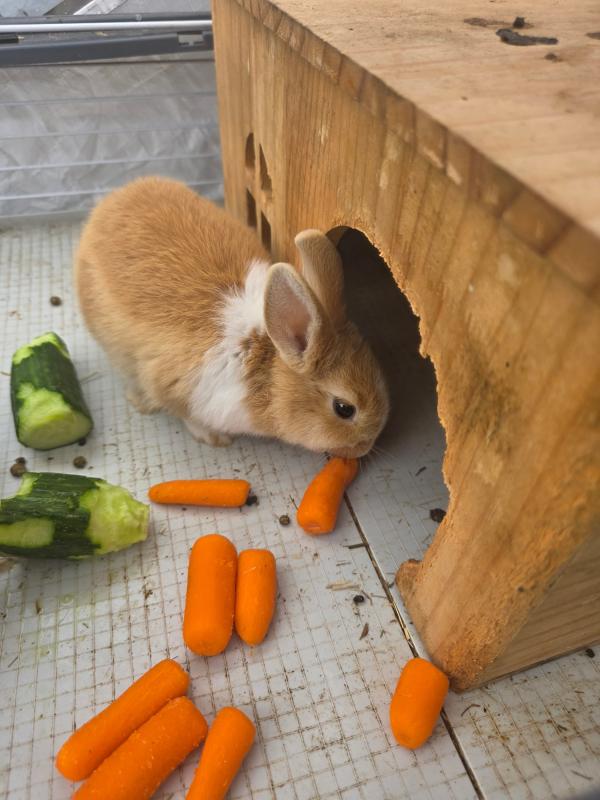 Bobo
