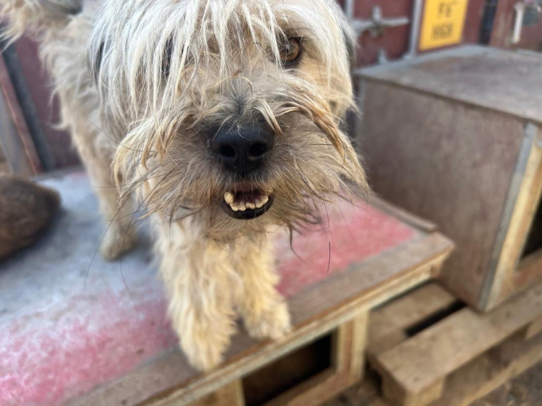 Baxter
