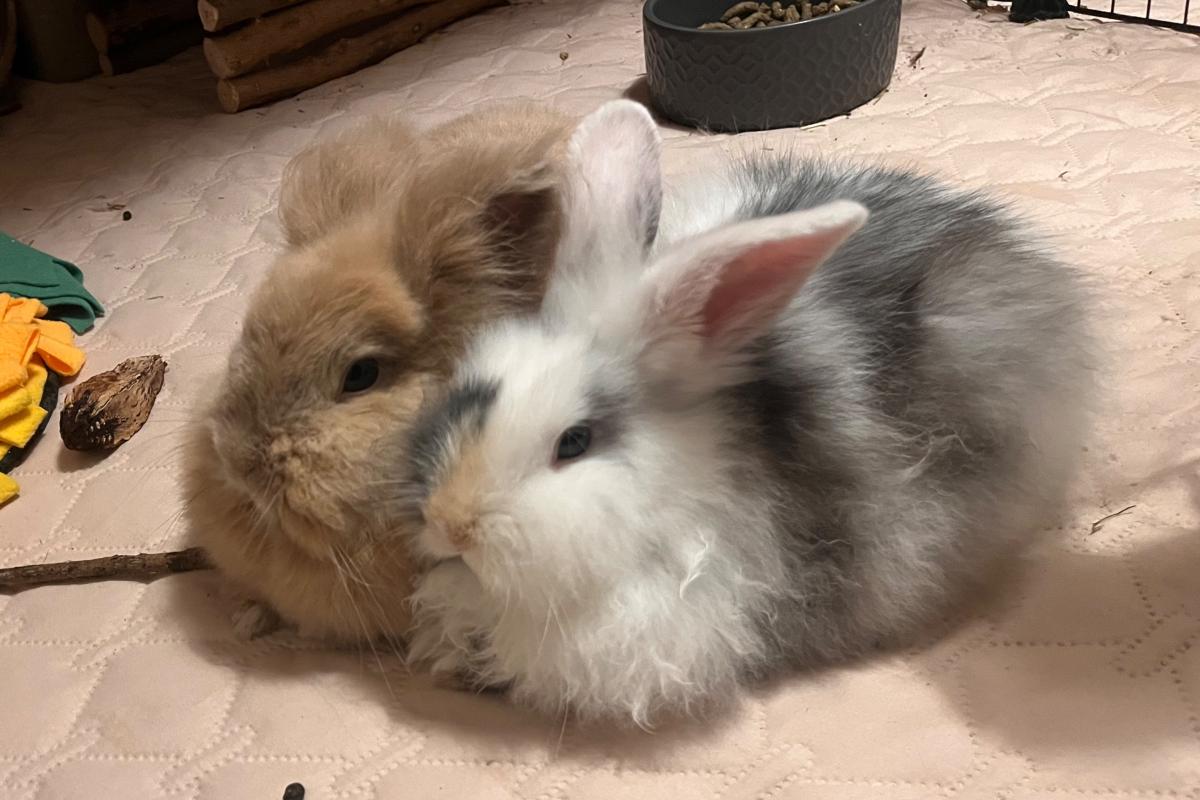 Sizu & Muchu