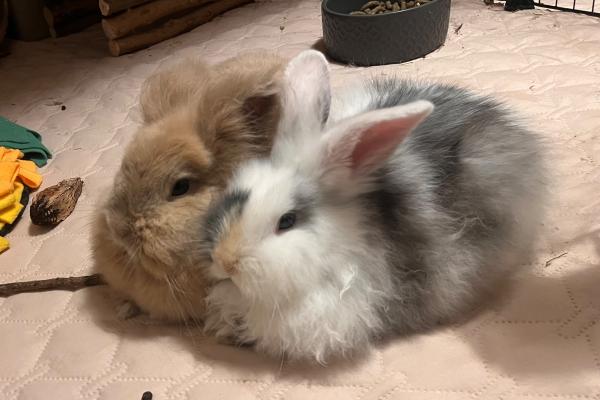 Sizu & Muchu