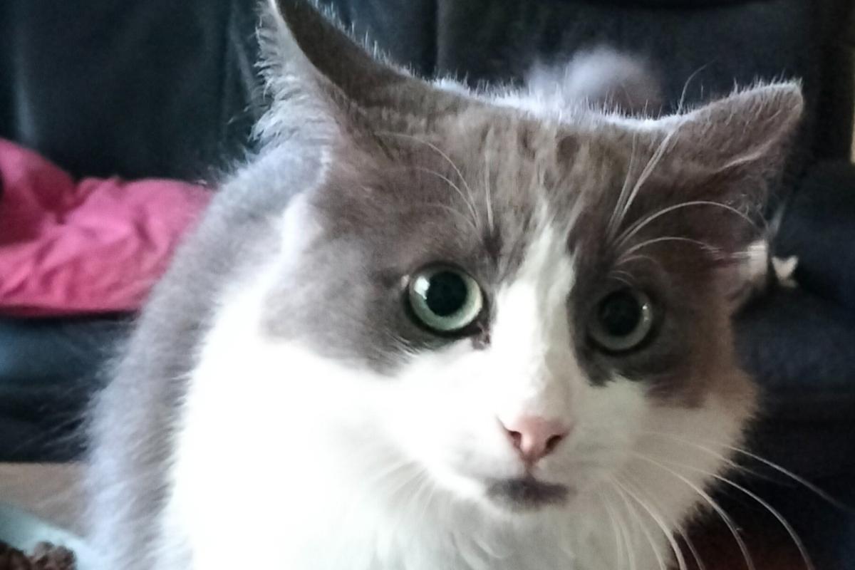 Finn