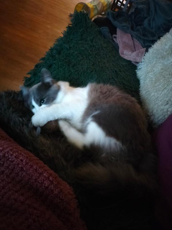 Finn