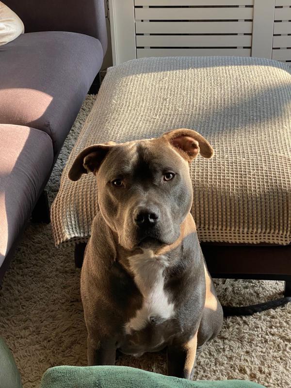 Simba