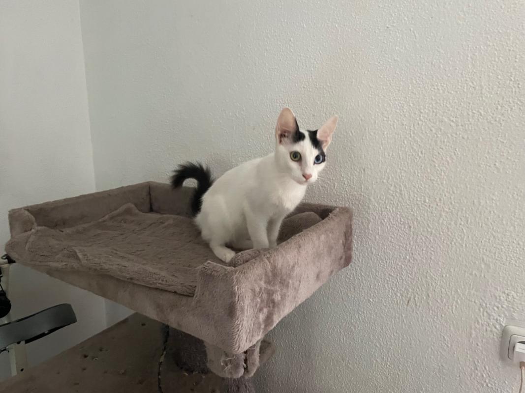 Biscuit