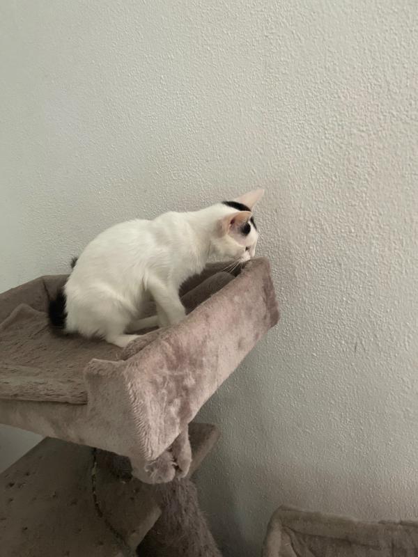 Biscuit