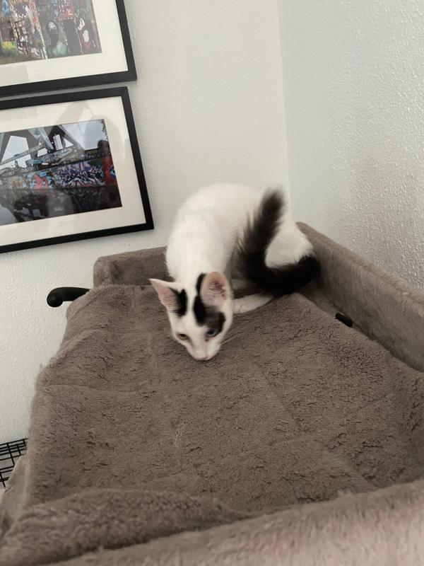 Biscuit