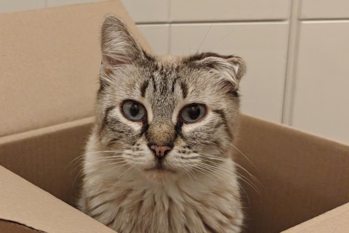 Cato