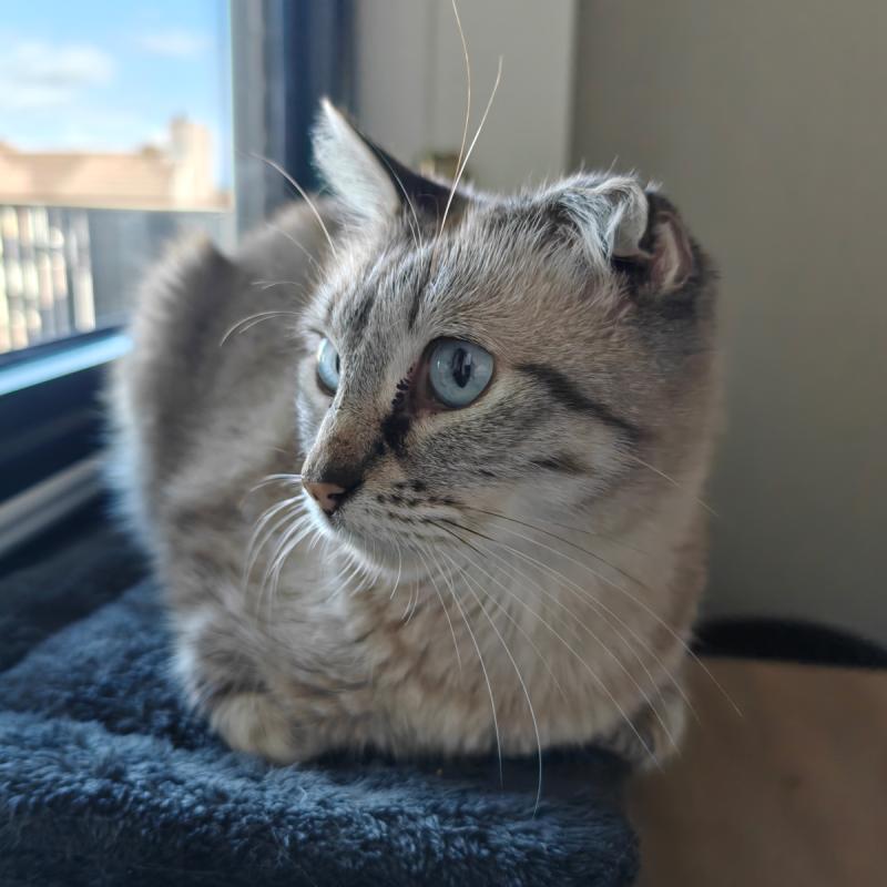 Cato