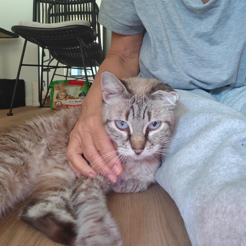 Cato