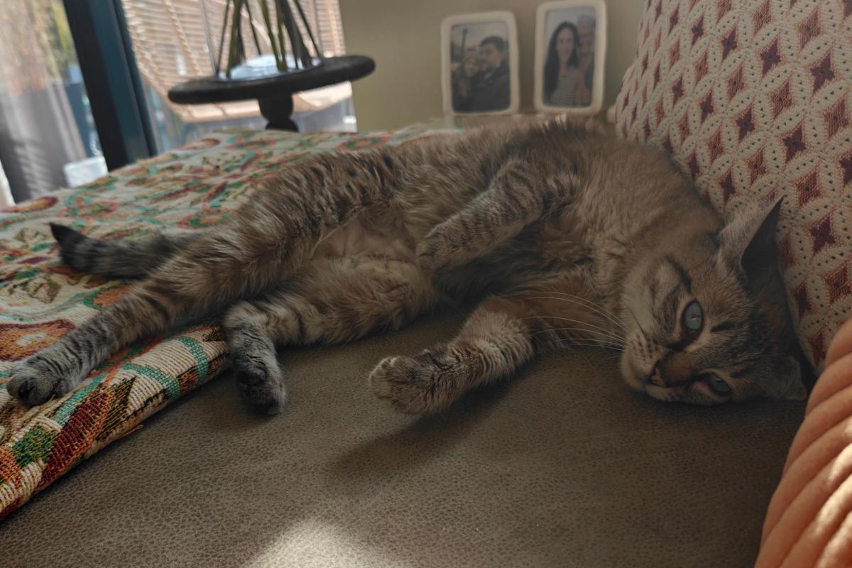 Cato