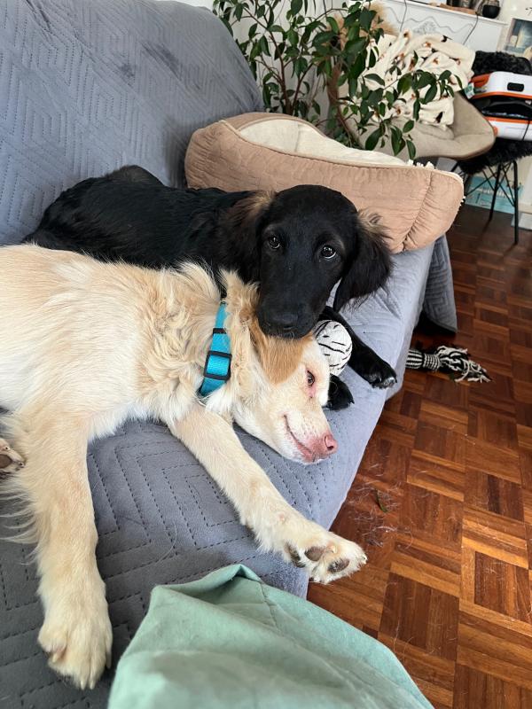 Milo