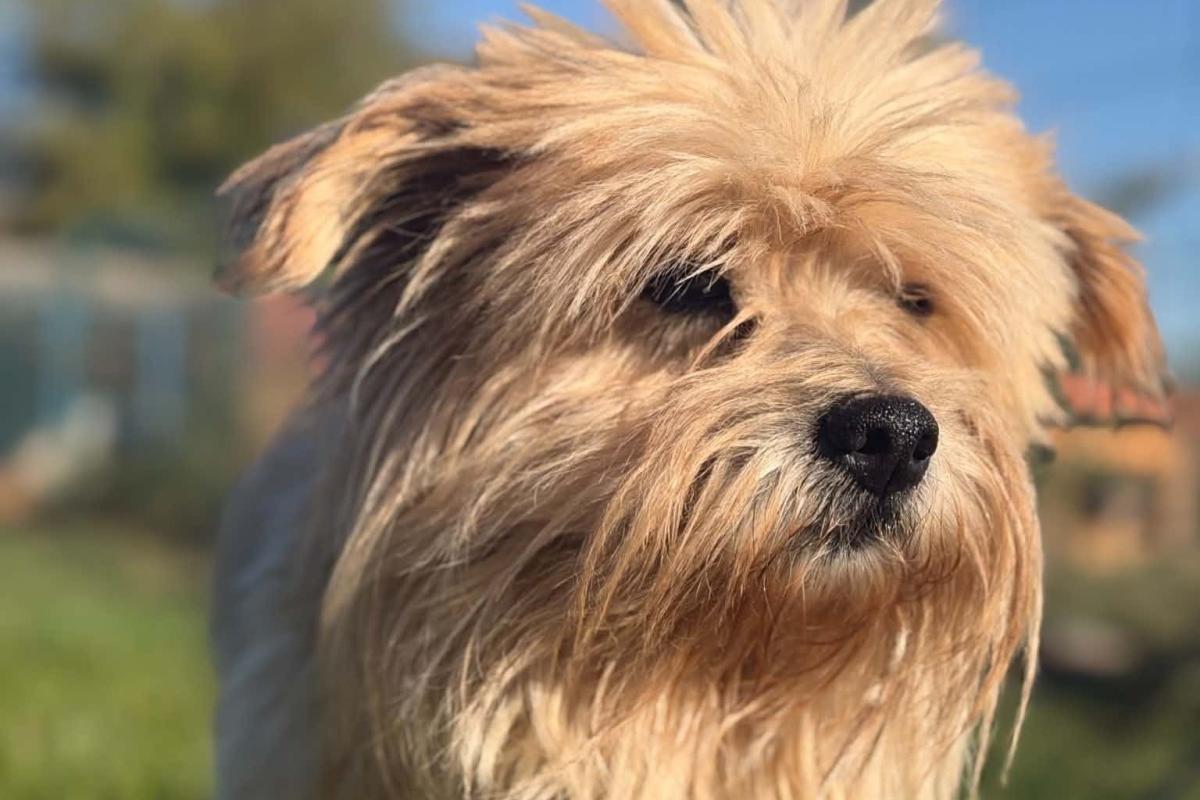 Bailey