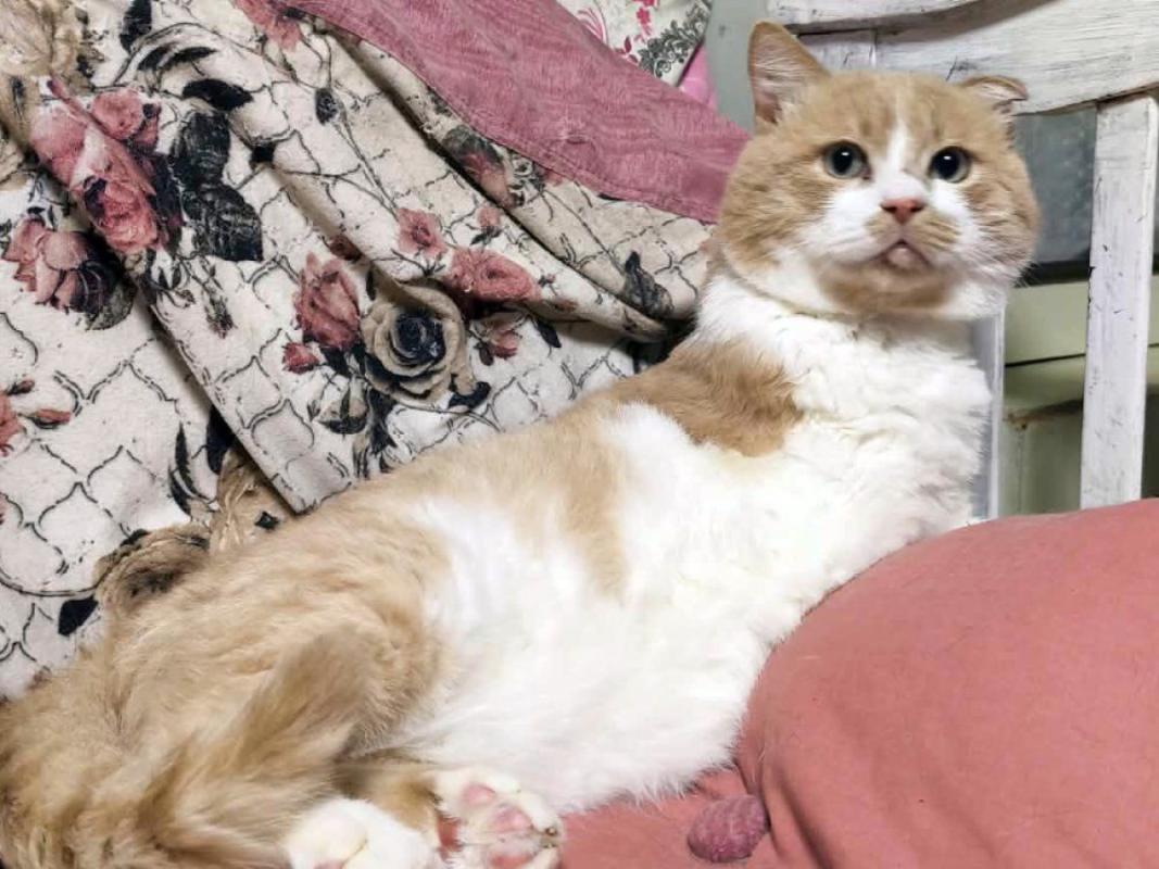 Marzipan