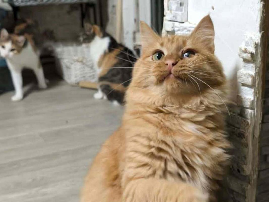 Cinnamonna