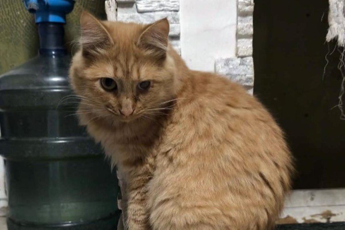 Cinnamonna