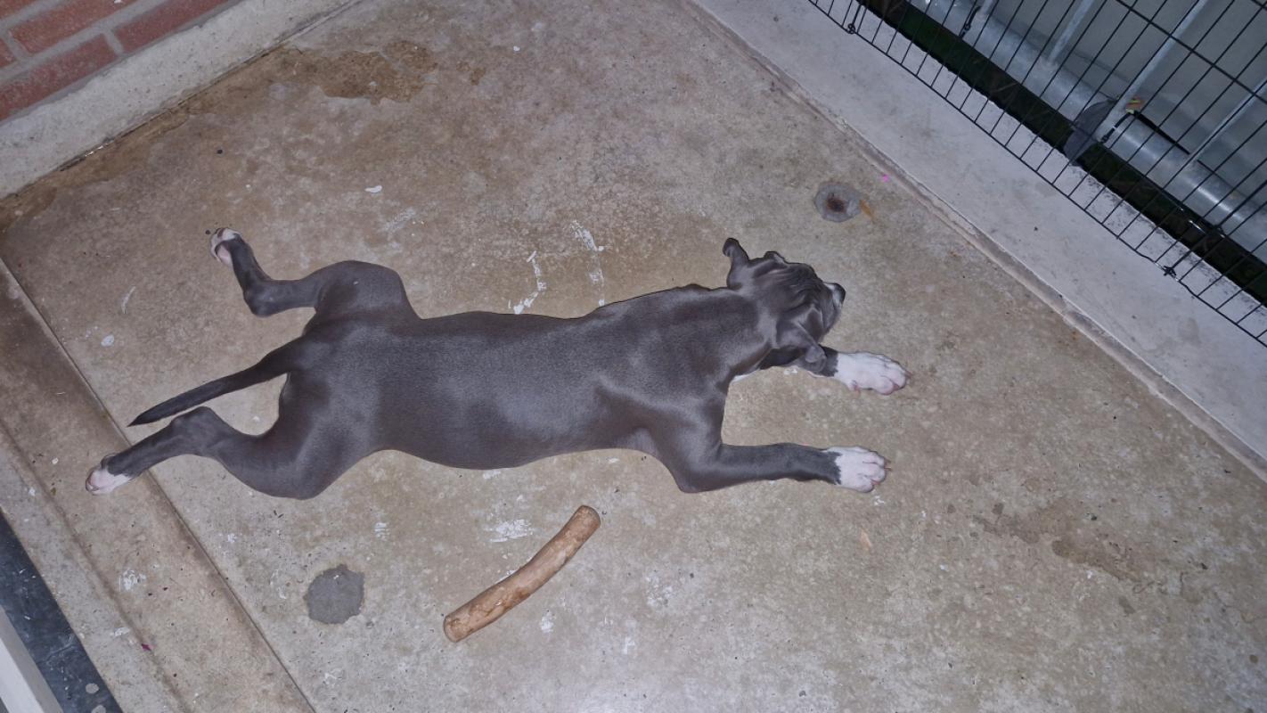 Bluey