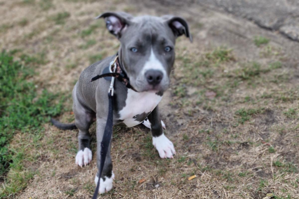 Bluey