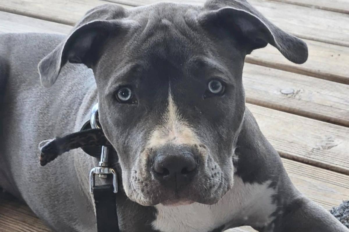 Bluey