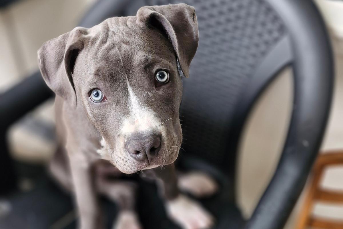 Bluey