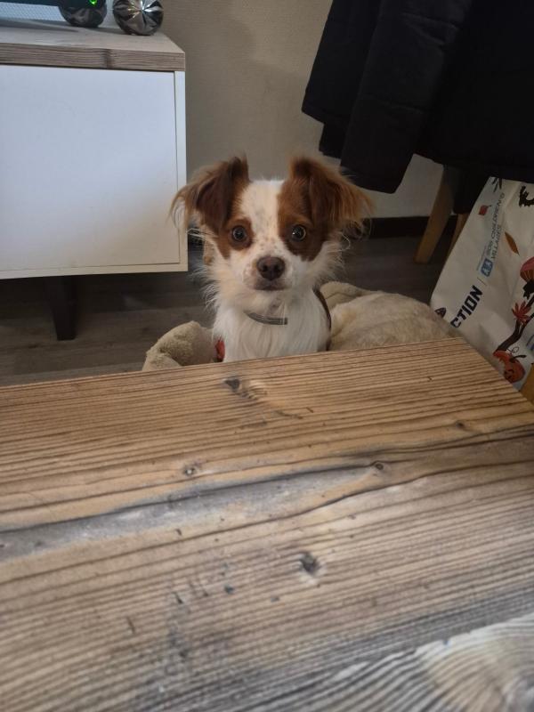 Pip