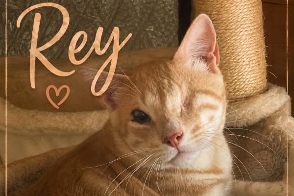 Rey