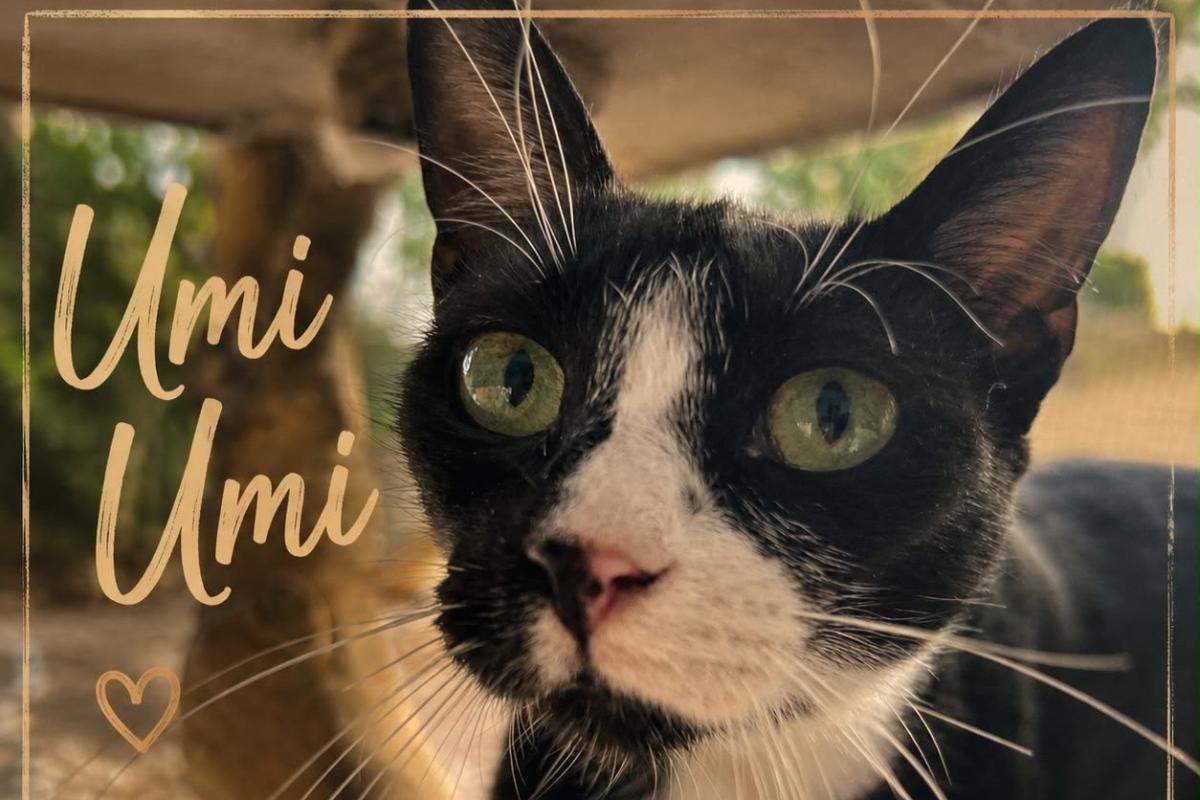 Umi Umi