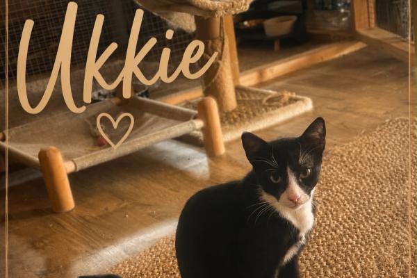 Ukkie