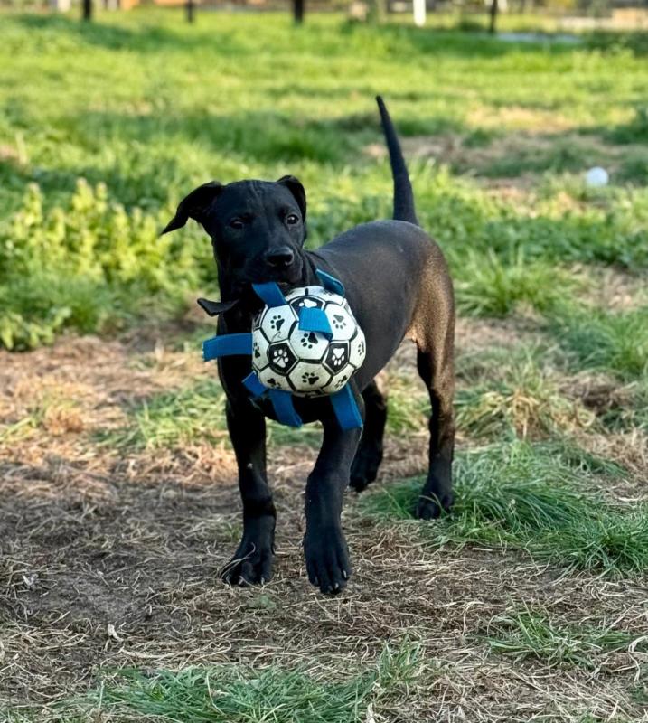 Zora