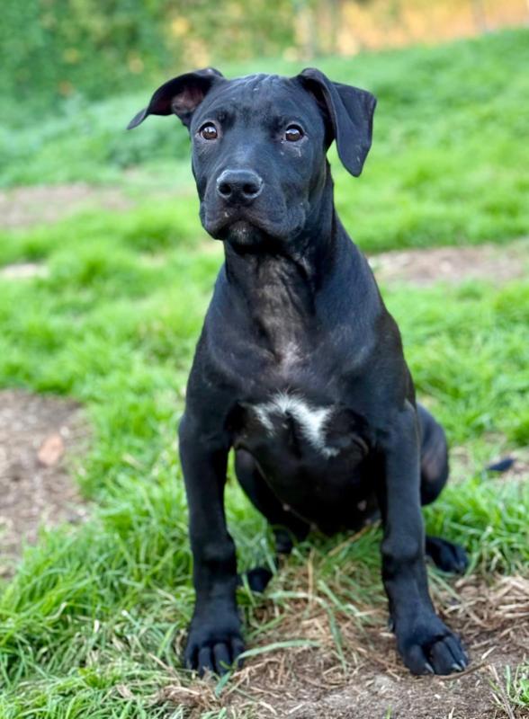 Zora