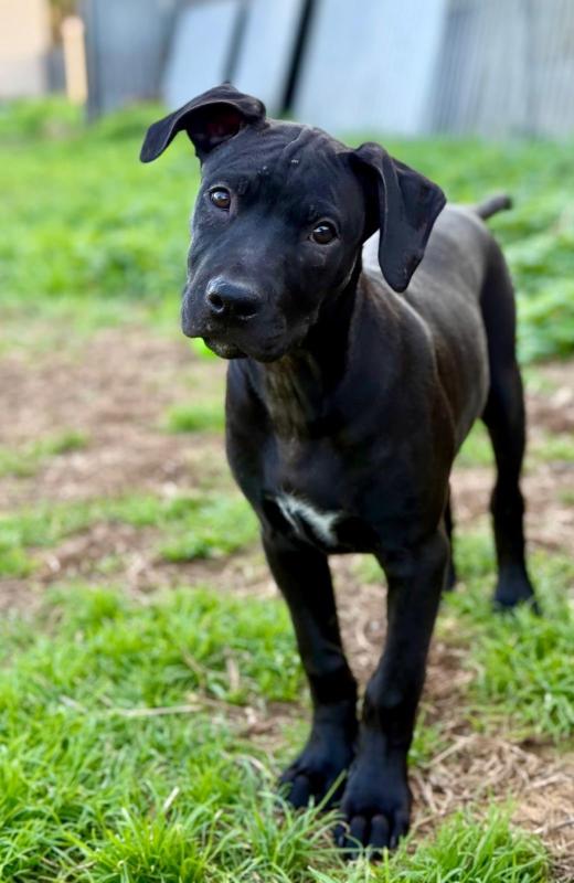 Zora