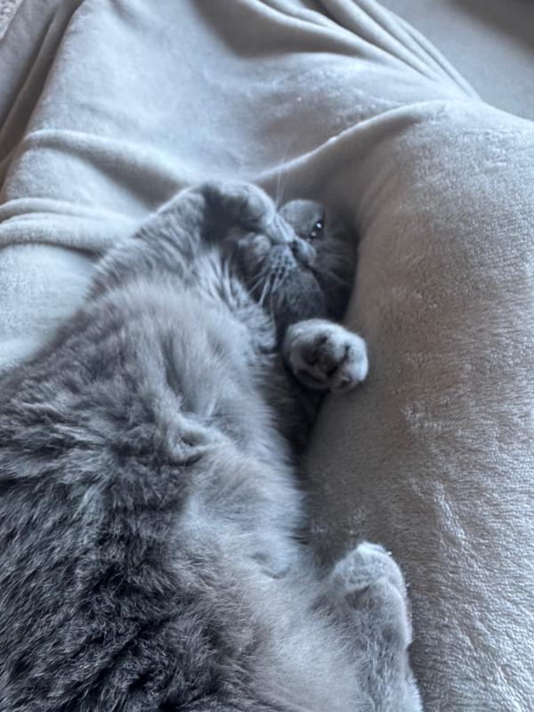 Rosie