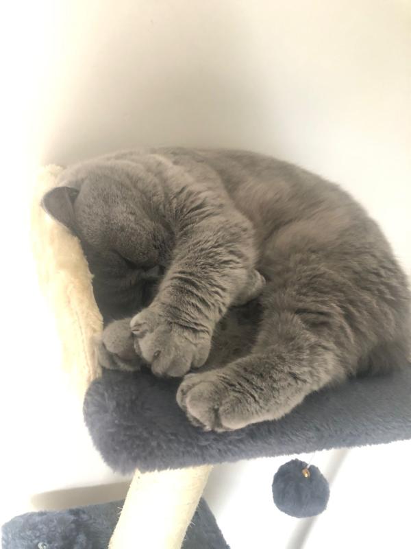 Rosie