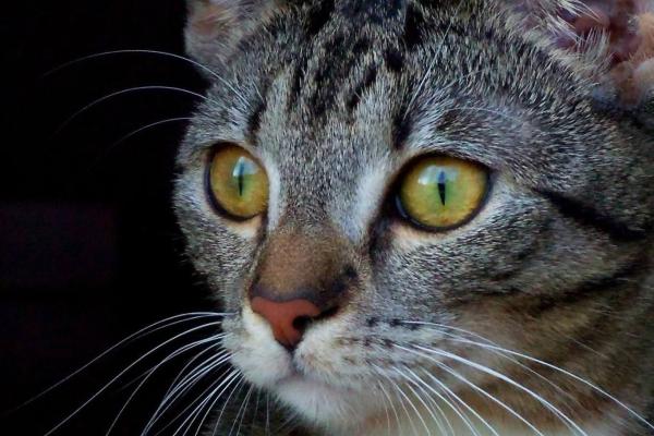 Lucy