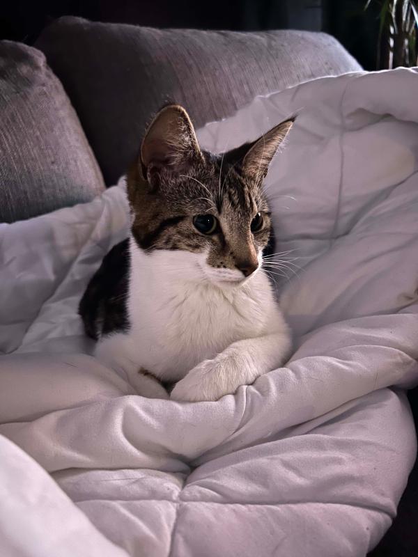 Nova