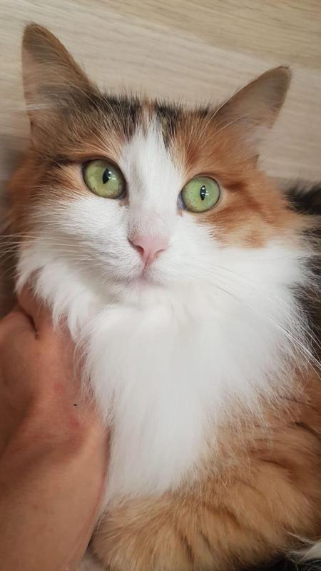 Pixie