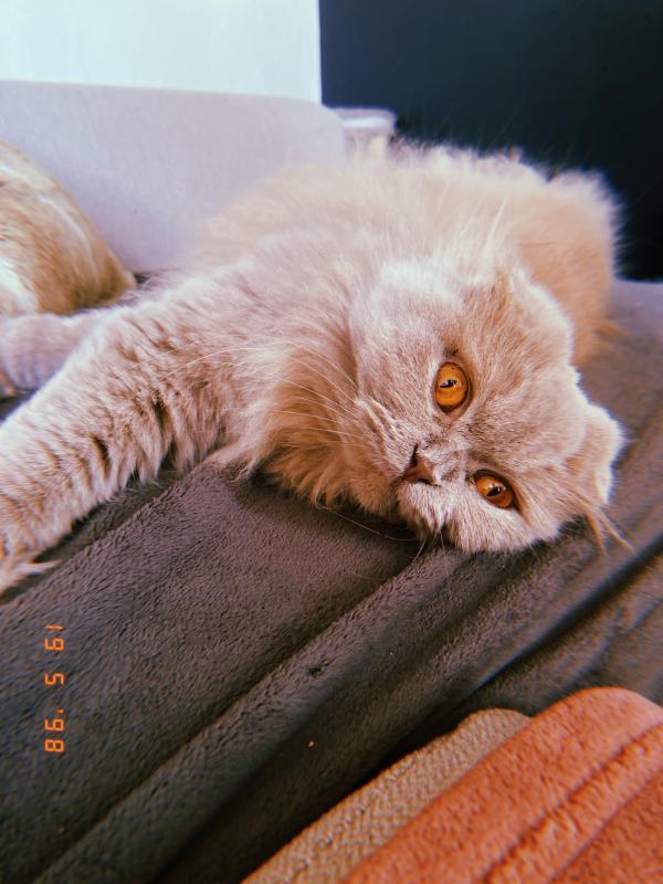 Molly