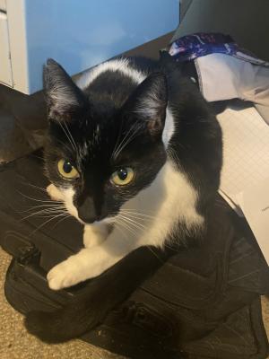 Oreo