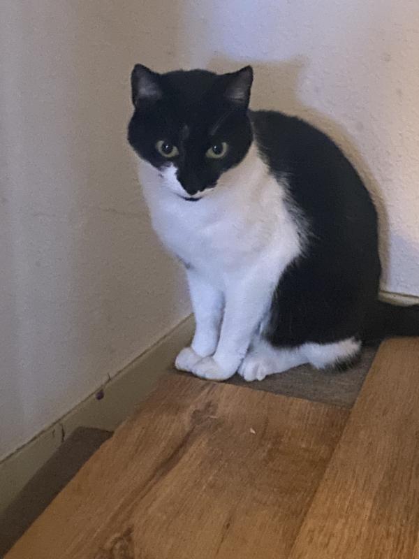 Oreo