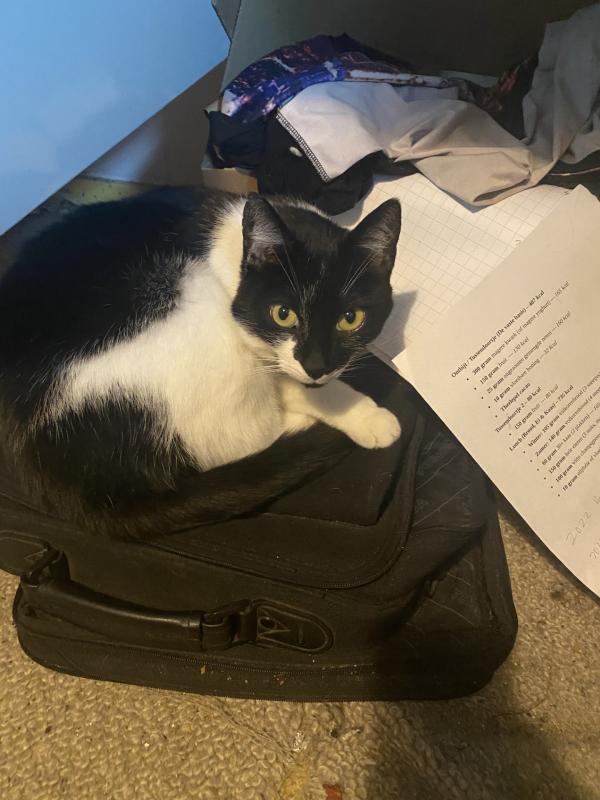 Oreo