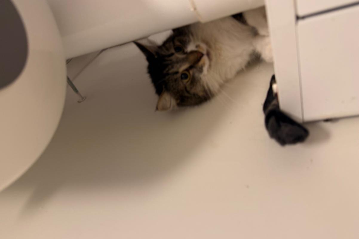 Oreo