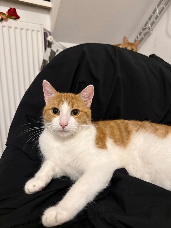 Garfield