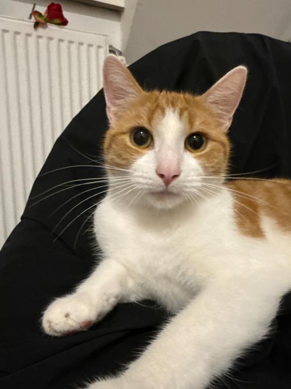 Garfield