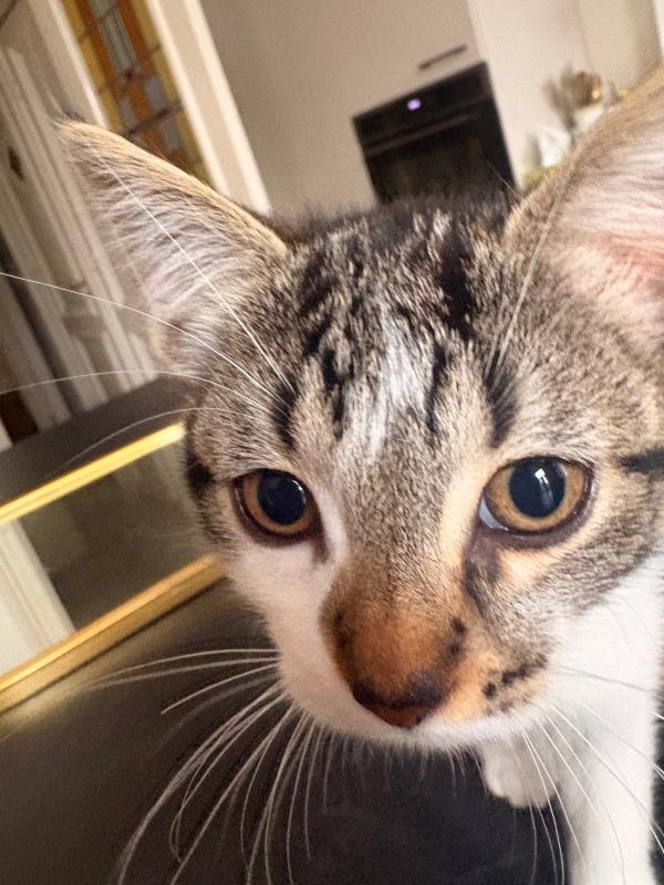 Punkie