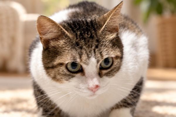 Telma