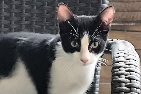 Mowgli