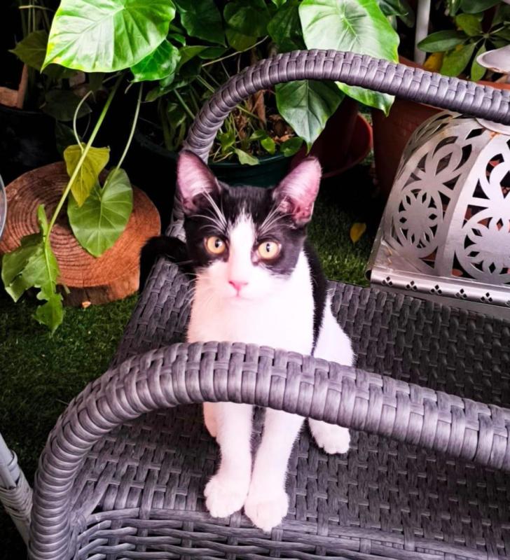 Mowgli
