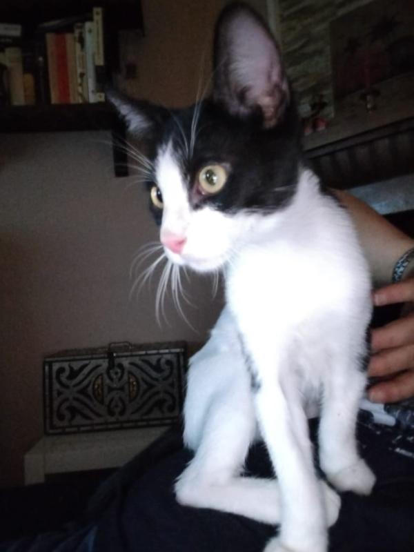 Mowgli